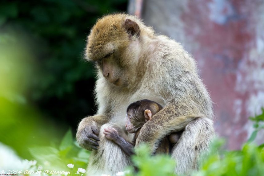 Besuch auf dem Strau&szlig;berg
