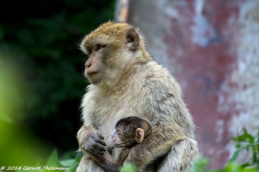 Besuch auf dem Strau&szlig;berg