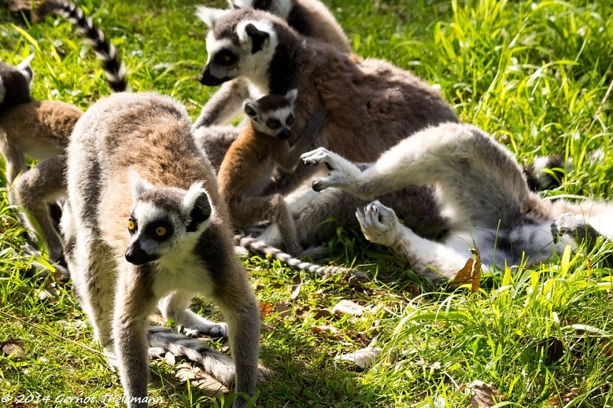 Besuch auf dem Strau&szlig;berg