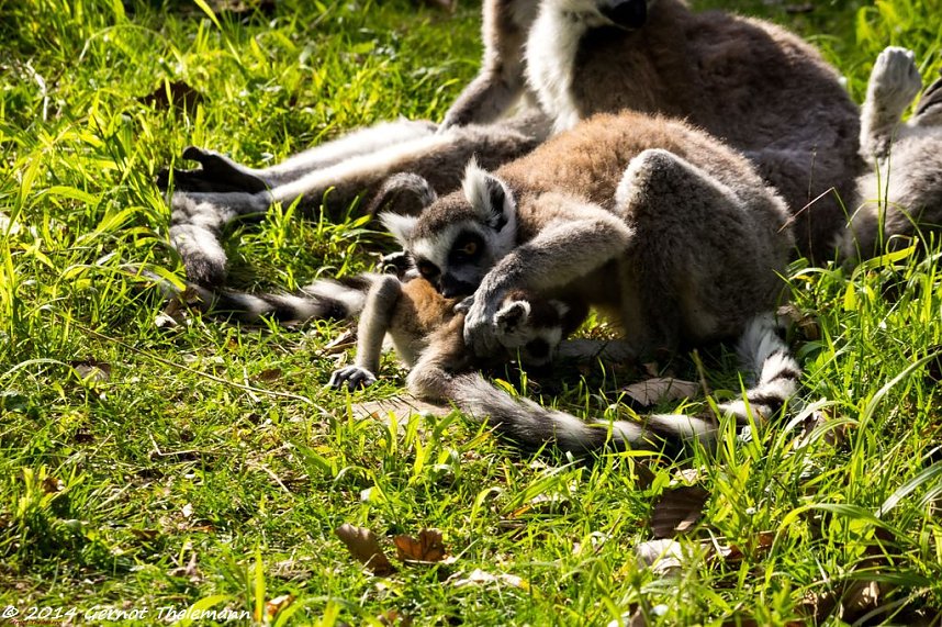 Besuch auf dem Strau&szlig;berg