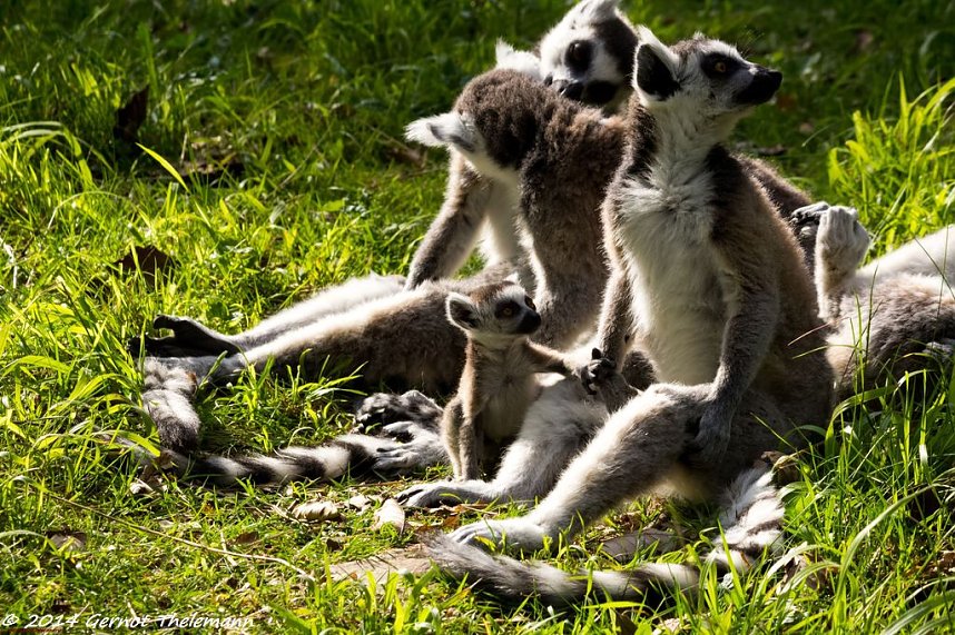 Besuch auf dem Strau&szlig;berg