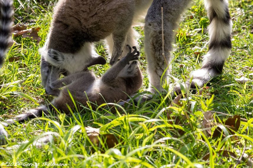 Besuch auf dem Strau&szlig;berg