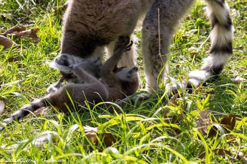 Besuch auf dem Strau&szlig;berg