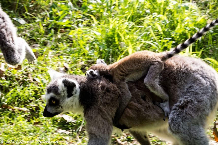 Besuch auf dem Strau&szlig;berg