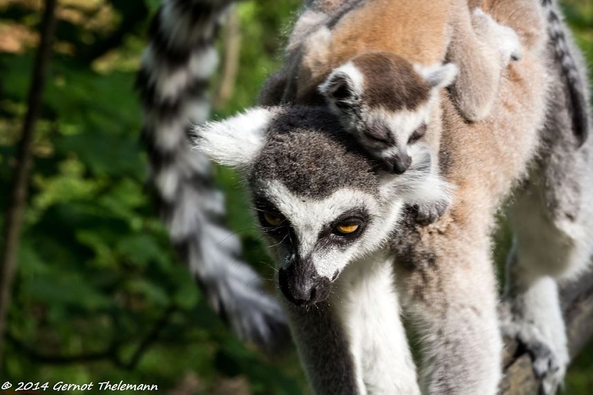 Besuch auf dem Strau&szlig;berg