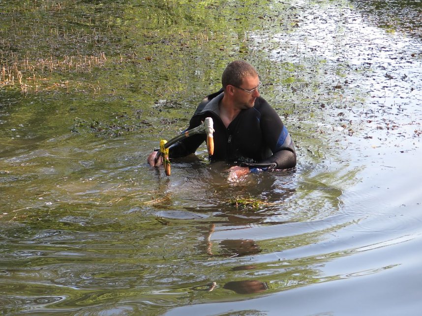 Kampf dem Krause Laichkraut