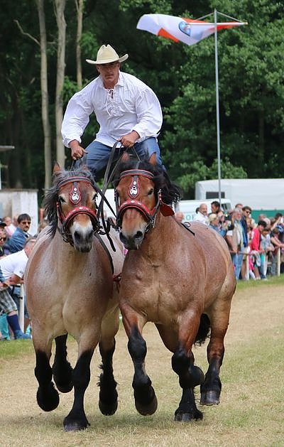 Ponyfest in W&uuml;lfingerode