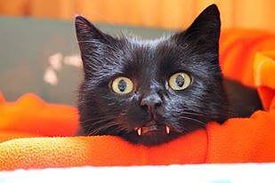 Sommerfest des Tierschutzvereines