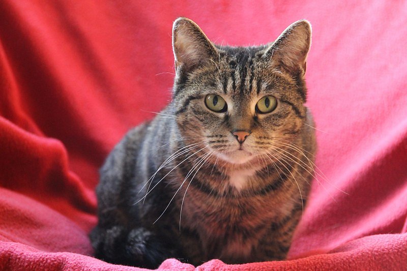 Tierisches Sommerfest