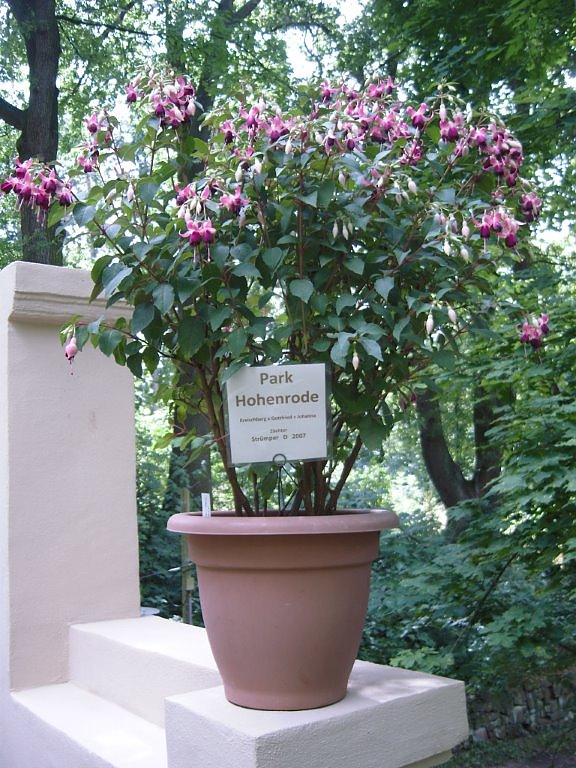 Parkfest: Neuz&uuml;chtung Fuchsie "Park Hohenrode" Leihgabe zum Fritz Kneiff 150. Geburtstagfeier.