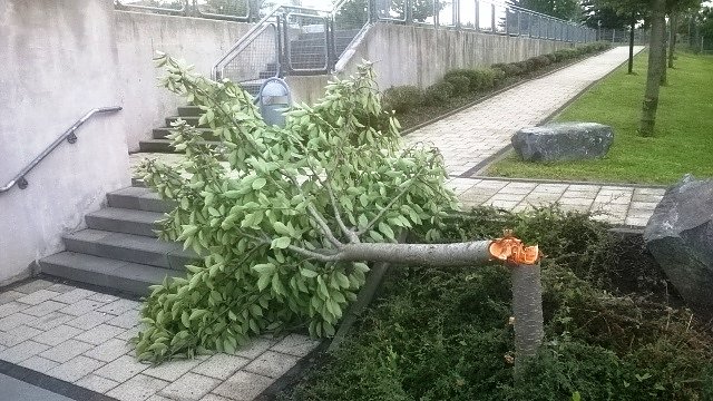 B&auml;ume gef&auml;llt