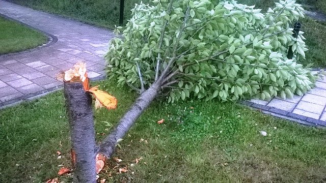 B&auml;ume gef&auml;llt