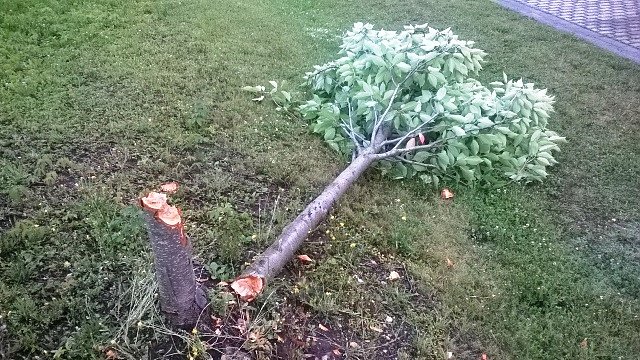 B&auml;ume gef&auml;llt