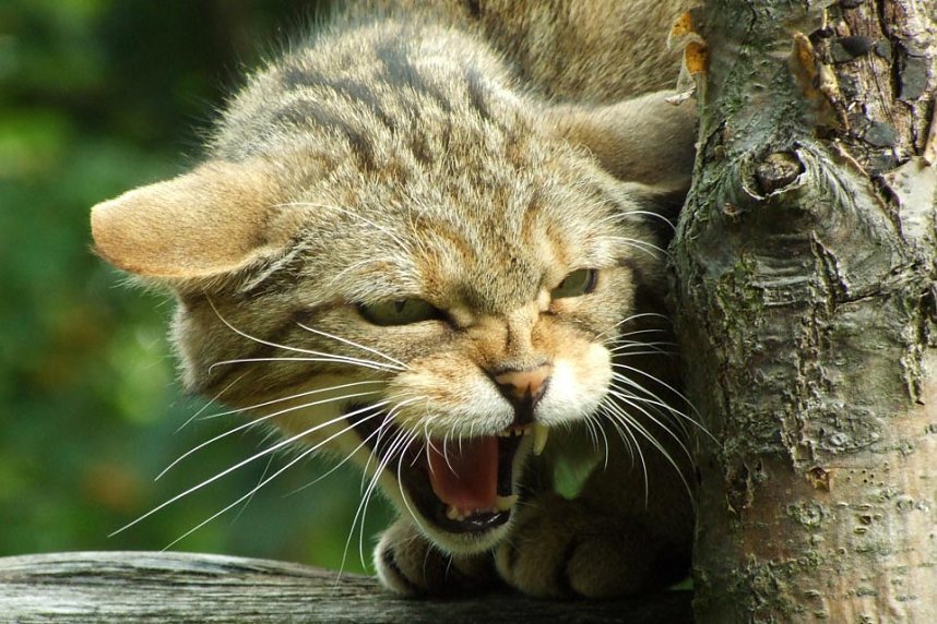 Tierparkfest in Thale