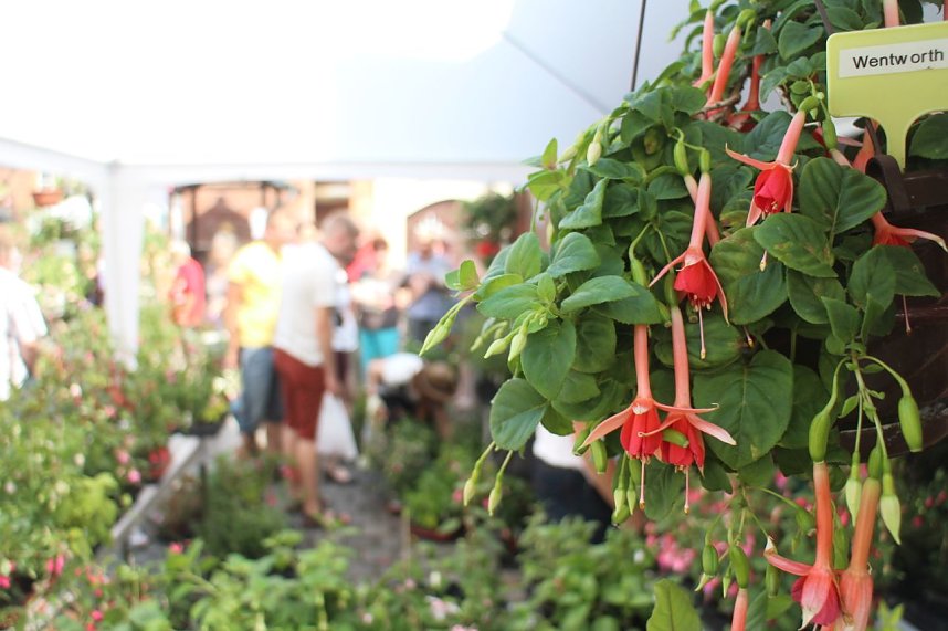 Volle Bl&uuml;tenpracht