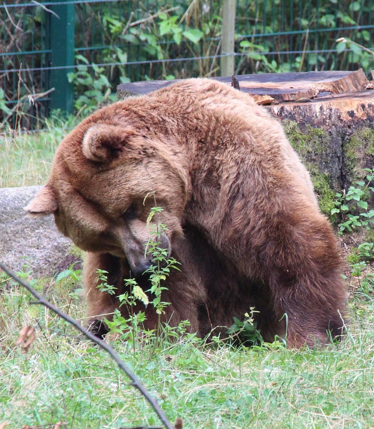 Tierparkfest auf dem Hexentanzplatz