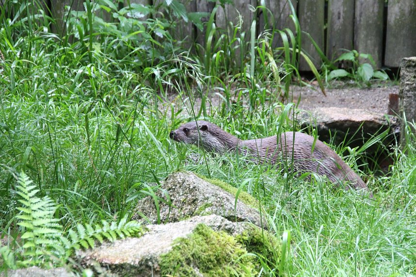 Tierparkfest auf dem Hexentanzplatz