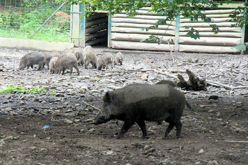 Tierparkfest auf dem Hexentanzplatz