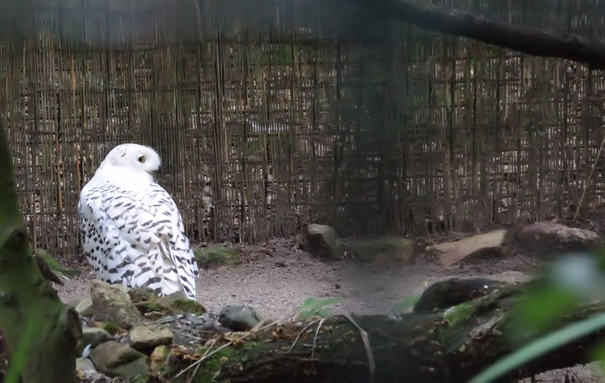 Tierparkfest auf dem Hexentanzplatz