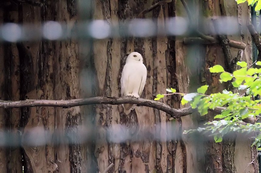 Tierparkfest auf dem Hexentanzplatz