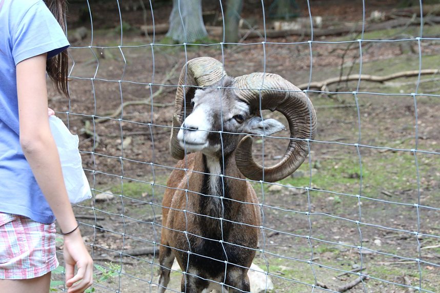 Tierparkfest auf dem Hexentanzplatz