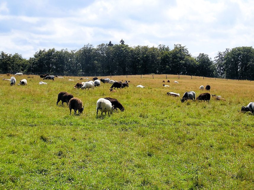 Knoblauchfest in Sophienhof