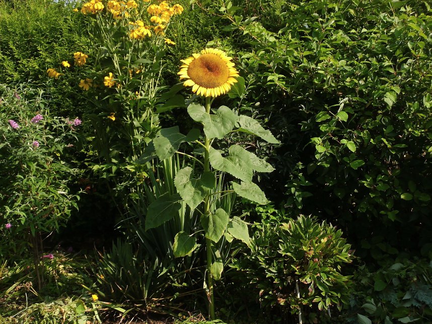 Sonnenblume