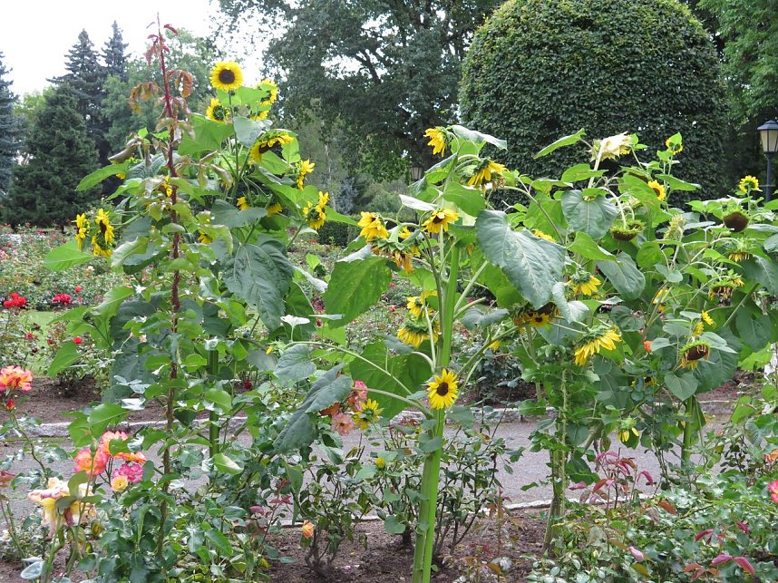Ortstermin im Rosengarten
