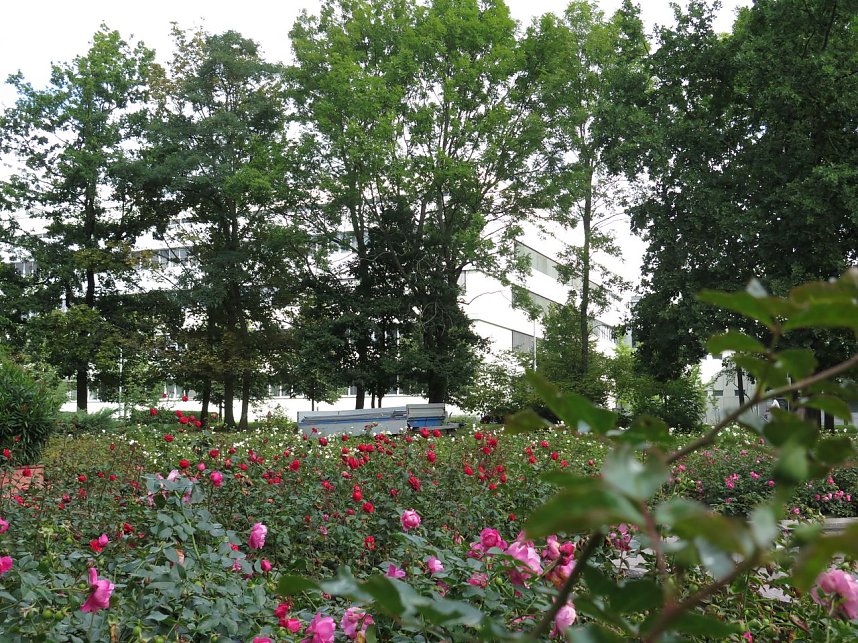 Ortstermin im Rosengarten