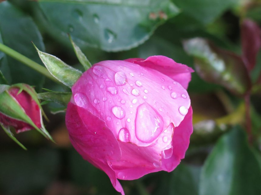 Ortstermin im Rosengarten