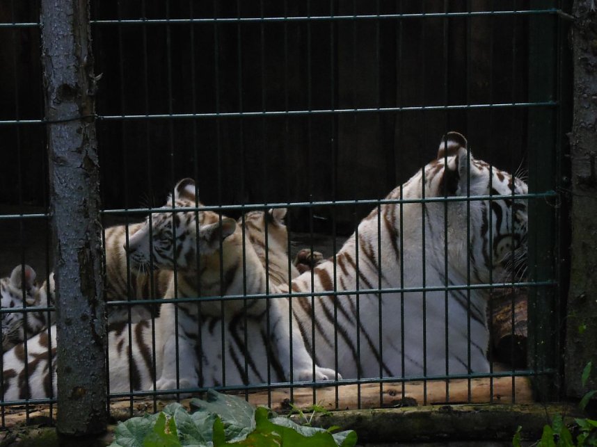Besuch im Zoo von Aschersleben