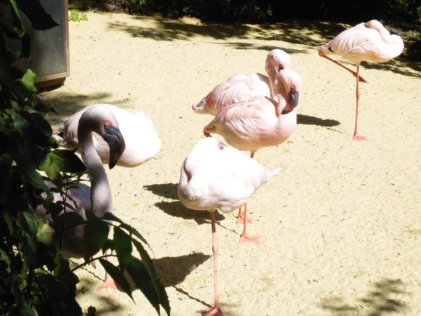 Besuch im Zoo von Aschersleben