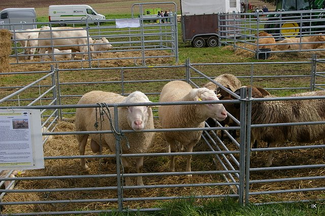 Er&ouml;ffnung des Bauernmarktes in Kallmerode