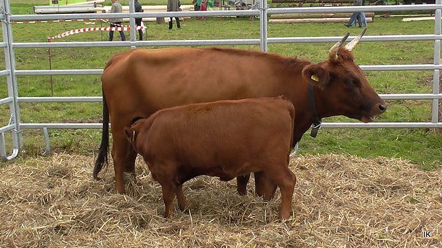 Erster Tag Bauernmarkt in Kallmerode