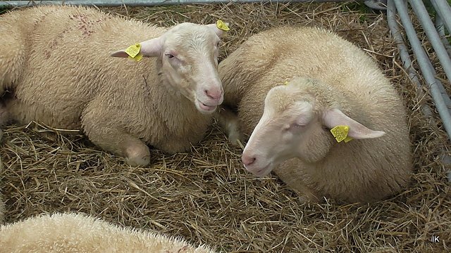 Erster Tag Bauernmarkt in Kallmerode