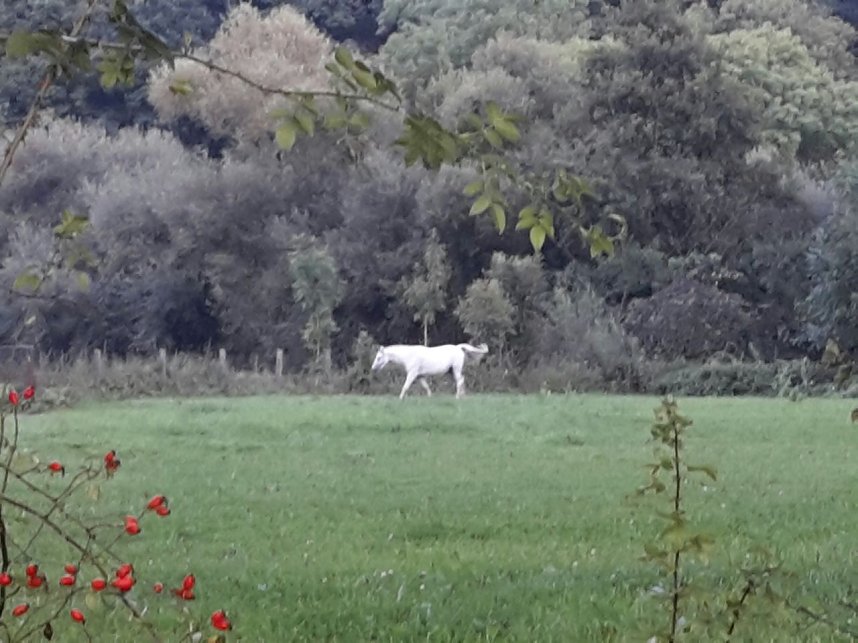 Rundgang an der Zorge