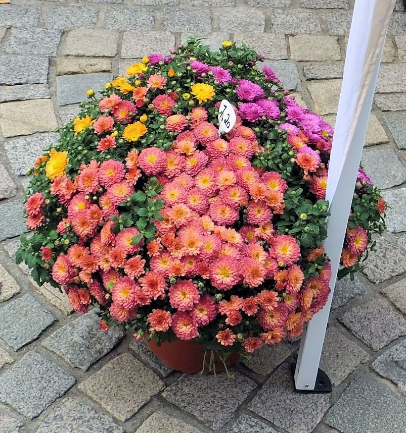 Weinfest in Sondershausen