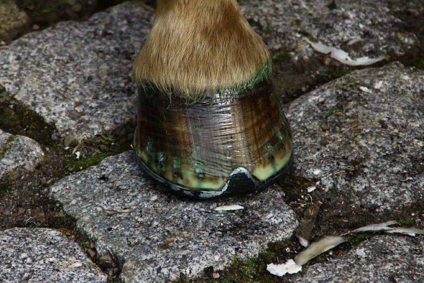 Tag des offenen Denkmals in der Alten Schmiede in Obergebra