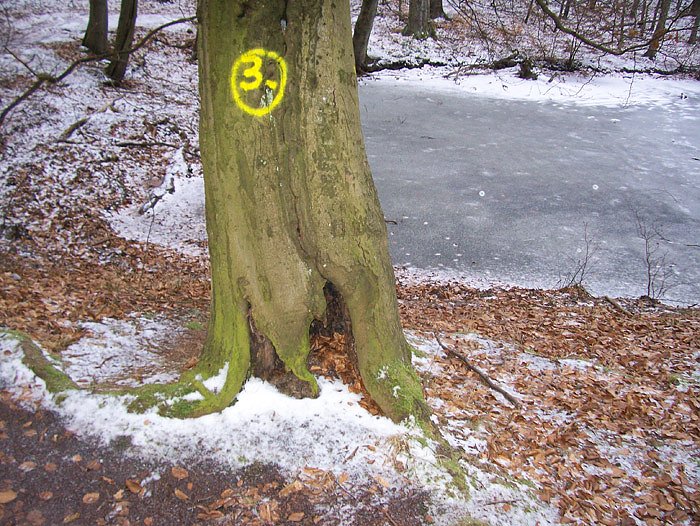 Am Ententeich im Kyffh&auml;userwald