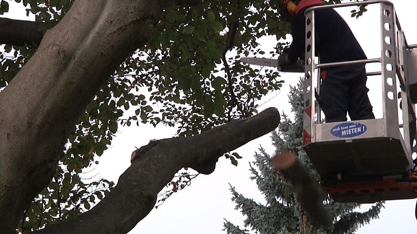 Mein Freund der Baum