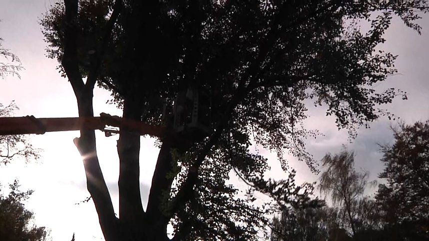 Mein Freund der Baum