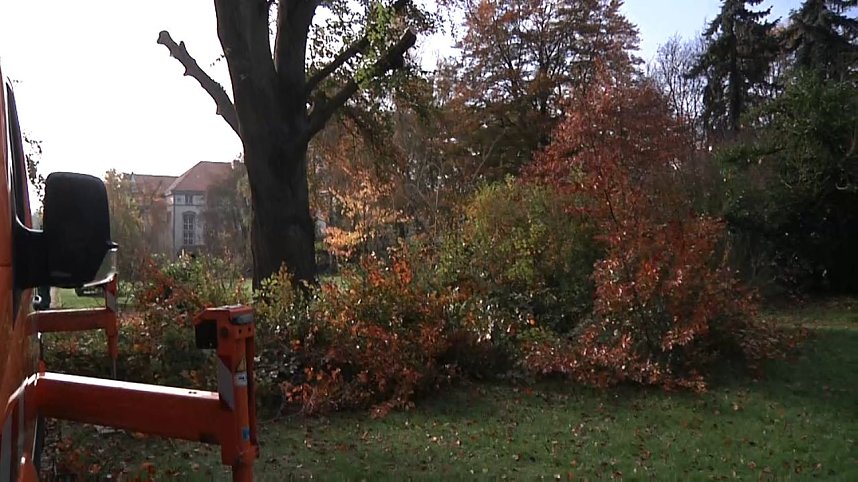 Mein Freund der Baum