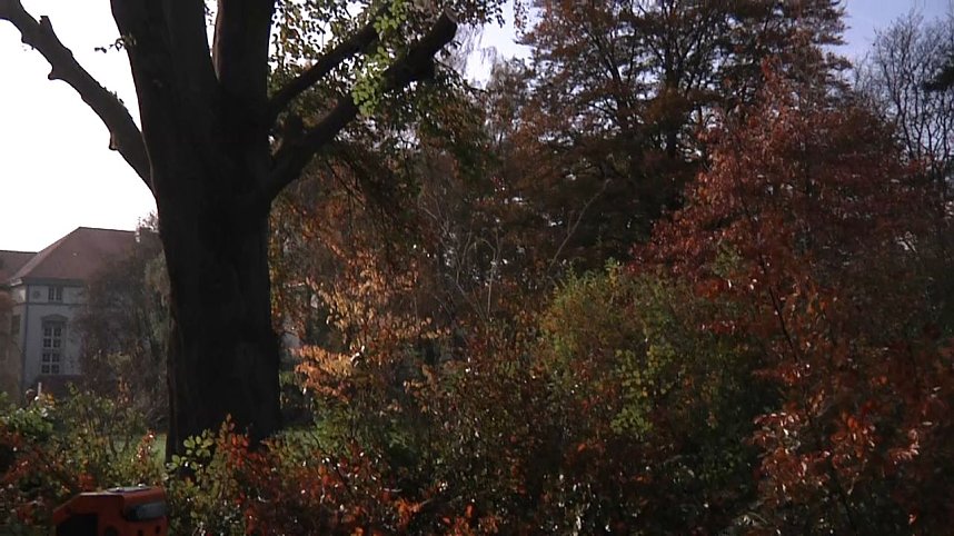 Mein Freund der Baum