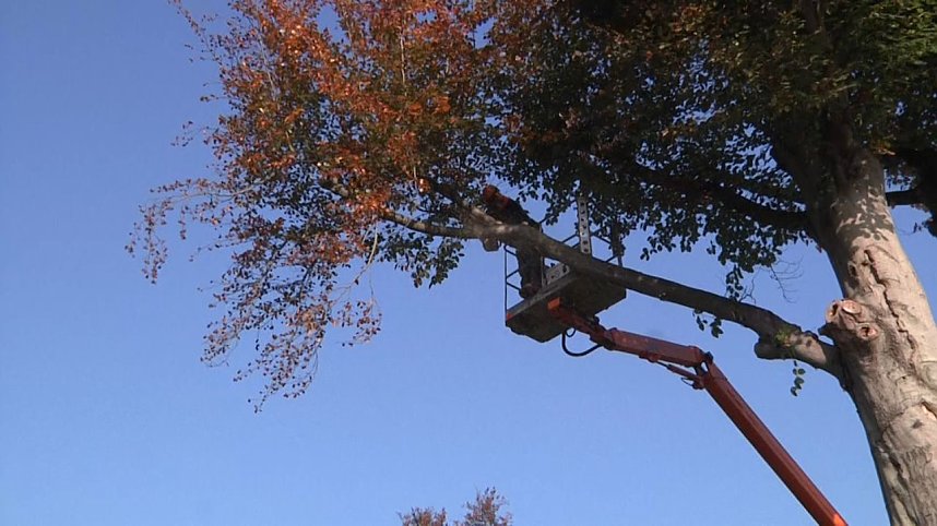 Mein Freund der Baum