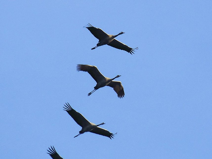 Kraniche am Stausee Kelbra