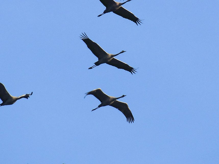 Kraniche am Stausee Kelbra
