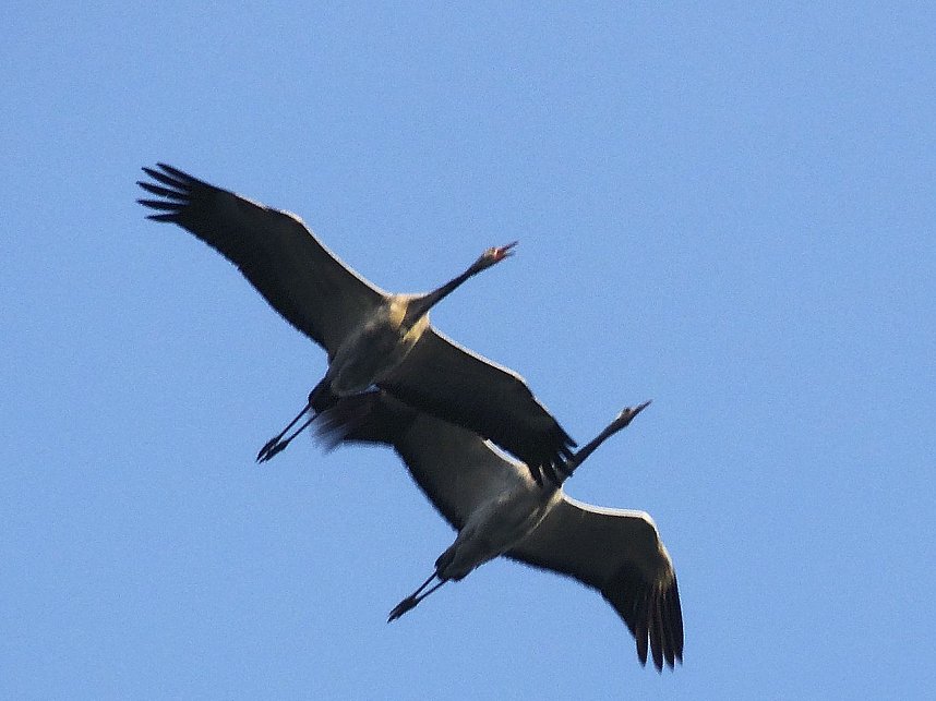 Kraniche am Stausee Kelbra