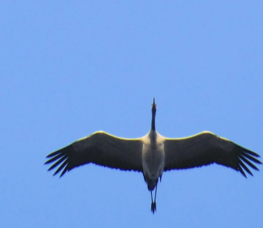 Kraniche am Stausee Kelbra