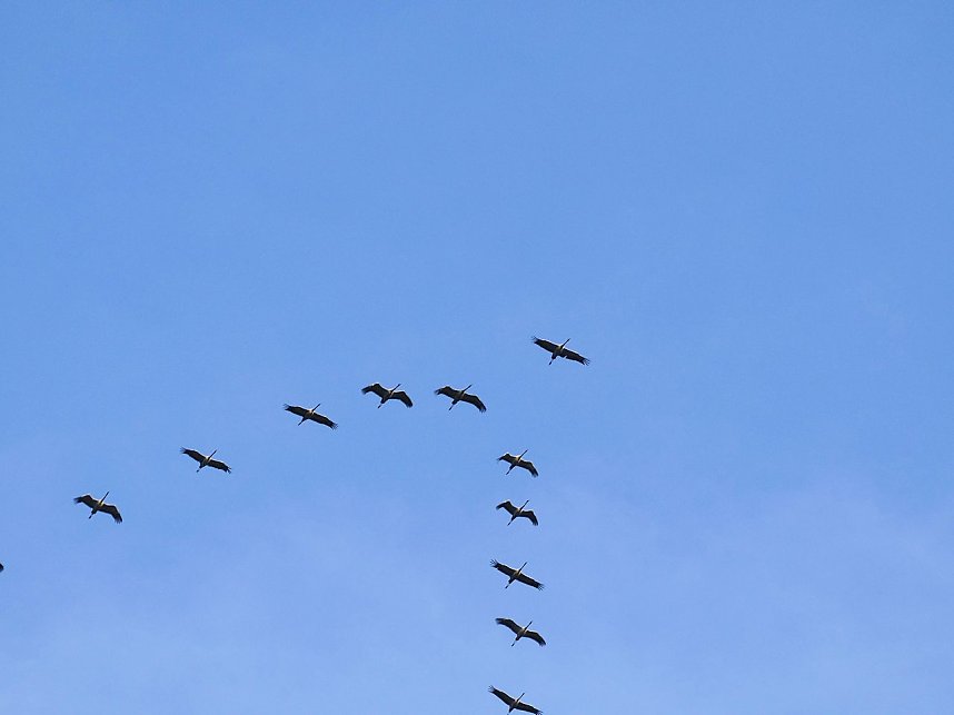 Kraniche am Stausee Kelbra
