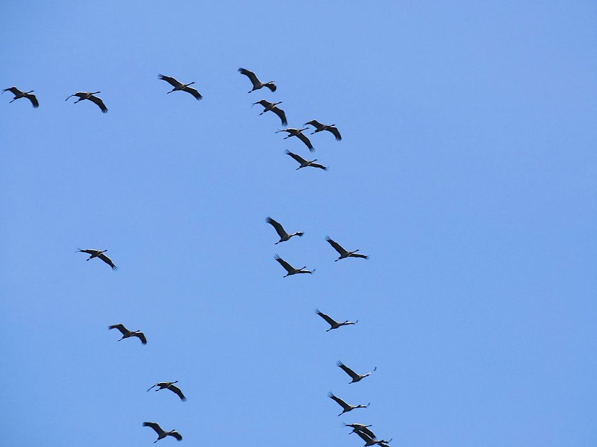 Kraniche am Stausee Kelbra